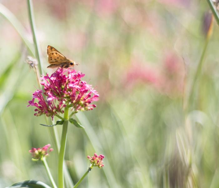 Butterfly on a flower