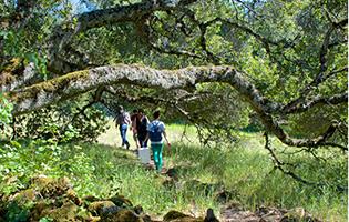 4 people walk a path in the woods