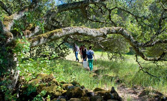 Four people walk on a path in the woods