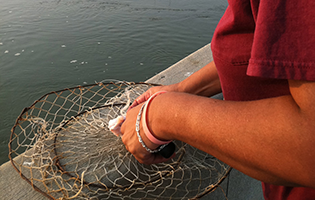 hands reach into crab basket