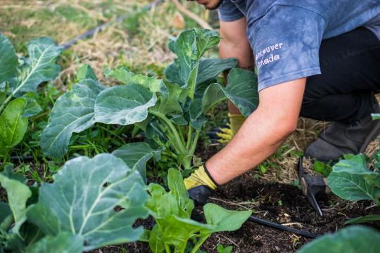 Student planting in garden